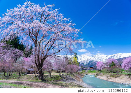 【春季素材】白馬村的春天：大出懸索橋【長野縣】 136396112