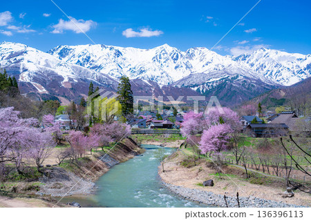 【春季素材】白馬村的春天：大出懸索橋【長野縣】 136396113