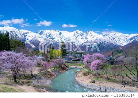 [Spring Material] Spring in Hakuba Village: Oide Suspension Bridge [Nagano Prefecture] 136396114