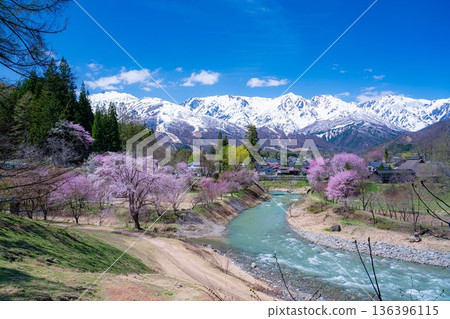 【春季素材】白馬村的春天：大出懸索橋【長野縣】 136396115