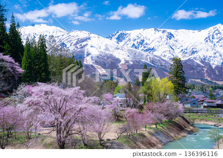 [Spring Material] Spring in Hakuba Village: Oide Suspension Bridge [Nagano Prefecture] 136396116