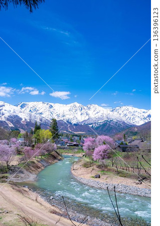 [Spring Material] Spring in Hakuba Village: Oide Suspension Bridge [Nagano Prefecture] 136396123