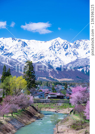 【春季素材】白馬村的春天：大出懸索橋【長野縣】 136396125