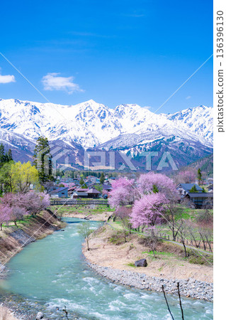 【春季素材】白馬村的春天：大出懸索橋【長野縣】 136396130