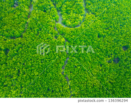 Aerial top view mangrove forest in krabi thailand 136396294