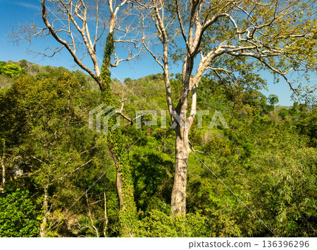 Aerial view Drone camera top view rainforest trees ecology with healthy environment concept and summer background,Green environment background 136396296