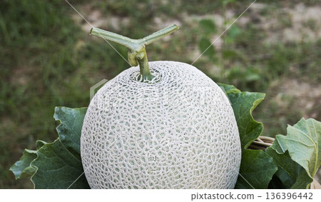 Closeup to turn around rotate cantaloupe melon on wood plate Closeup to turn around rotate cantaloupe melon on wood plate 136396442