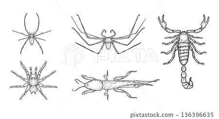 Set of black and white sketch style vector insects and arachnids. Spiders, mole cricket and a scorpion outline illustrations hand painted. Scary insects for Halloween. Dangerous bugs drawing. 136396635