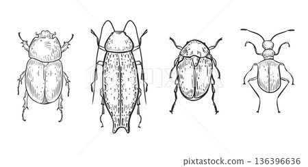 Various vector beetles set with different shapes hand drawn in engraving style. Scarab beetles black white linear illustration. Insects bug for educational material or entomology study objects. Various vector beetles set with different shapes hand drawn in engraving style. Scarab beetles black white linear illustration. Insects bug for educational material or entomology study objects. 136396636