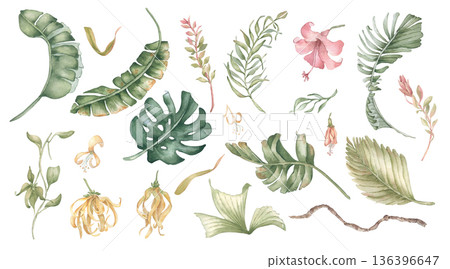 Watercolor tropical plant collection isolated on white. Exotic leaves, palm fronds, flower, branch set for summer vacation and hawaii style. Botanical elements clipart for design. Monstera hand drawn. Watercolor tropical plant collection isolated on white. Exotic leaves, palm fronds, flower, branch set for summer vacation and hawaii style. Botanical elements clipart for design. Monstera hand drawn. 136396647