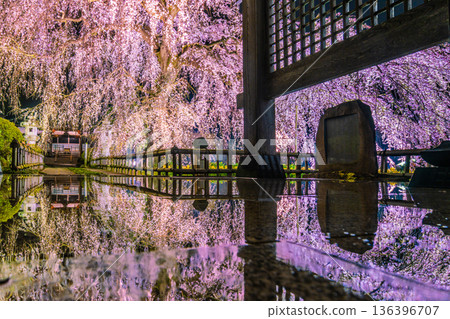 Reflection of the weeping cherry tree on the floor at Ankokuji Temple, Mito City, Ibaraki Prefecture Reflection of the weeping cherry tree on the floor at Ankokuji Temple, Mito City, Ibaraki Prefecture 136396707