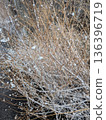 積雪覆蓋的樹枝 1 136396719
