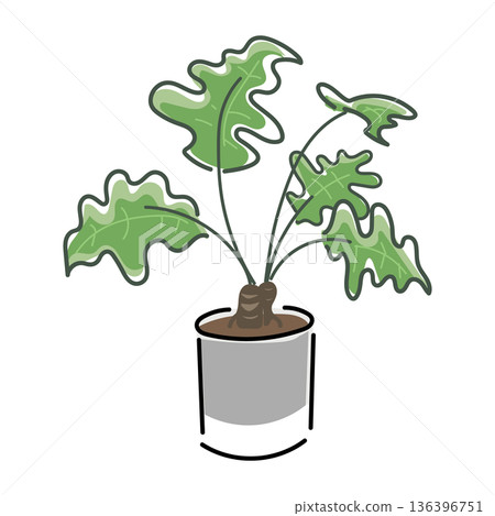 Houseplant (Kookaburra) Houseplant (Kookaburra) 136396751