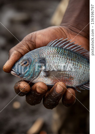 A close-up of a Fijian hand holding a freshly caught fish, emphasizing a connection to the ocean and sustainable livelihoods. 136396797