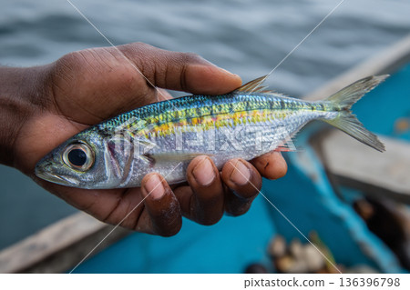 A close-up of a Fijian hand holding a freshly caught fish, emphasizing a connection to the ocean and sustainable livelihoods. 136396798