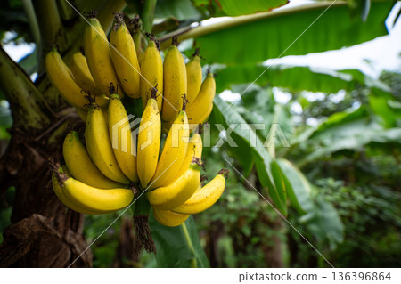 A close-up of freshly harvested bananas on a tree, a common and vital food source in Timorese rural areas, depicting agricultural bounty. 136396864