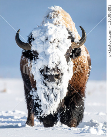 A massive bison stands with a huge comical beard made entirely of accumulated snow and ice. 136396892