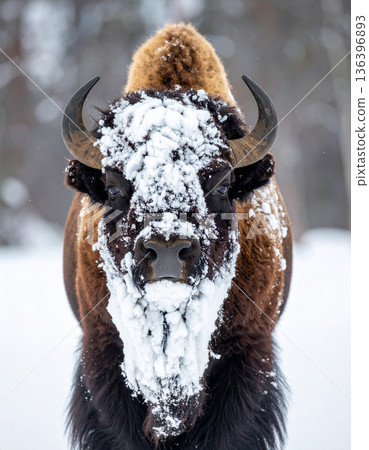 A massive bison stands with a huge comical beard made entirely of accumulated snow and ice. 136396893