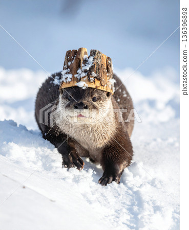 A playful river otter wears a makeshift helmet of bark while sliding down a snowy embankment. A playful river otter wears a makeshift helmet of bark while sliding down a snowy embankment. 136396898