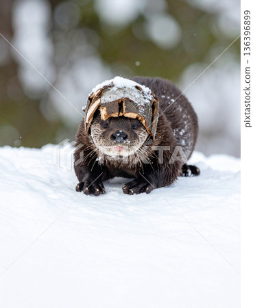 A playful river otter wears a makeshift helmet of bark while sliding down a snowy embankment. A playful river otter wears a makeshift helmet of bark while sliding down a snowy embankment. 136396899