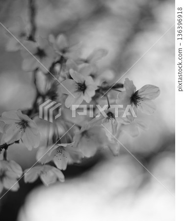 monochrome flowers 136396918