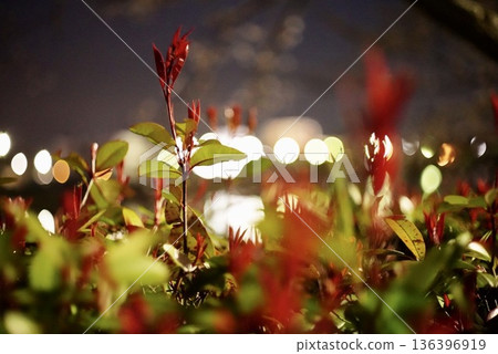 Light and plants 136396919