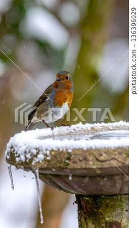 A small bird looks terribly disappointed while standing next to a completely frozen solid birdbath. A small bird looks terribly disappointed while standing next to a completely frozen solid birdbath. 136396929