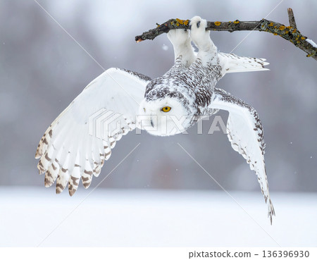 A snowy owl hangs upside down from a branch looking completely confused by the snowy world below. A snowy owl hangs upside down from a branch looking completely confused by the snowy world below. 136396930