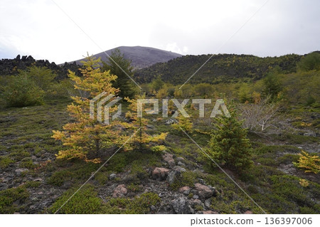 群馬縣淺間山-2025年10月18日,從天岩步道上眺望吾妻火山碎屑流,淺間山巍峨聳立於背景之中。 群馬縣淺間山-2025年10月18日,從天岩步道上眺望吾妻火山碎屑流,淺間山巍峨聳立於背景之中。 136397006
