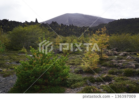 群馬縣淺間山－2025年10月18日，從天岩步道上眺望吾妻火山碎屑流，淺間山巍峨聳立於背景之中。 136397009