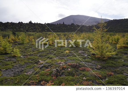 Mount Asama, Gunma Prefecture - View of the Skyrock Trail passing over the Azuma Pyroclastic Flow, with Mount Asama in the background, October 18, 2025 136397014