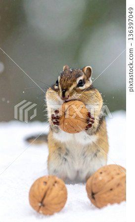 A tiny chipmunk tries to stuff an enormous walnut into its already bulging cheeks during a snowfall. A tiny chipmunk tries to stuff an enormous walnut into its already bulging cheeks during a snowfall. 136397049