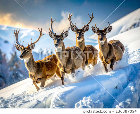 Four deer look completely bewildered as they slide uncontrollably down a steep icy hill on their bellies. 136397054