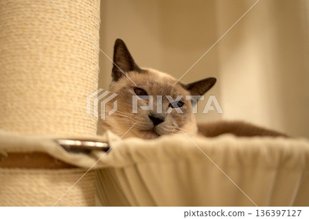 Siamese cat relaxing in a hammock Siamese cat relaxing in a hammock 136397127
