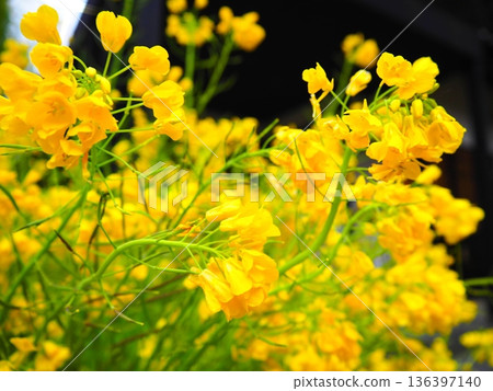 Flower telling the arrival of spring Flower telling the arrival of spring 136397140