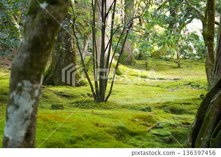A beautiful moss garden bathed in sunlight filtering through the trees A beautiful moss garden bathed in sunlight filtering through the trees 136397456