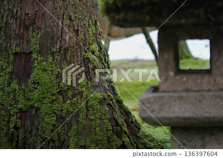 Mossy trees and stone lanterns Mossy trees and stone lanterns 136397604