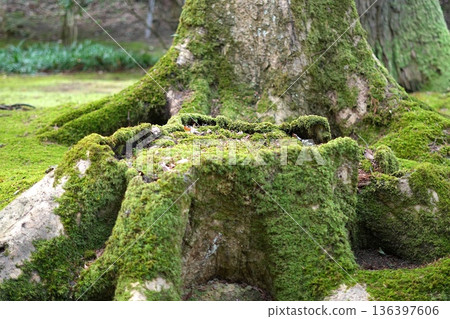 Vibrant moss covering the roots of an old tree 136397606