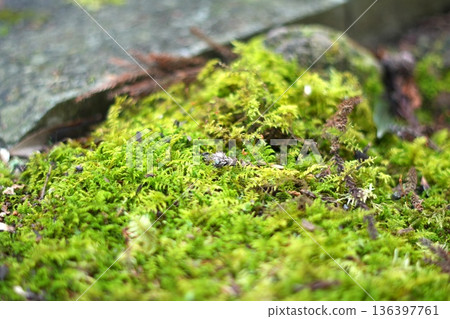 一層苔蘚地毯，籠罩在柔和的光線中 136397761