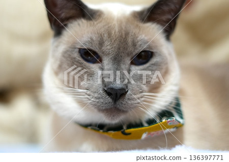Close-up of a Siamese cat looking at the camera 136397771