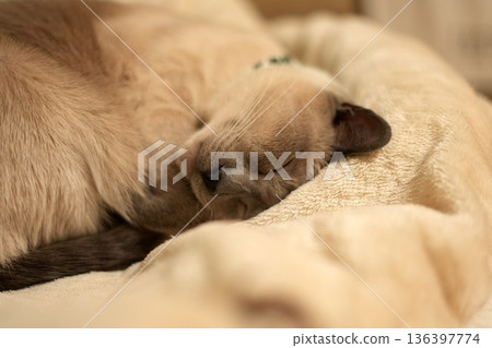 一隻暹羅貓在蓬鬆的床上睡得很香甜。 136397774
