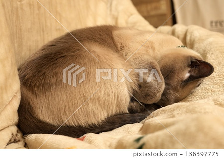 一隻貓蜷縮著睡覺，臉埋在前爪裡。 136397775