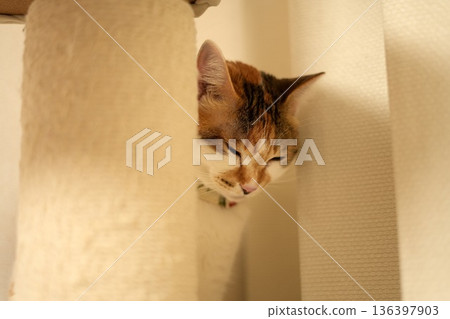 A shy cat hiding in the shadows, peeking out at you 136397903