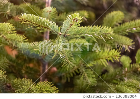 Lush green pine tree branches closeup, vibrant evergreen needles displaying nature's freshness, creating an ideal backdrop for festive holiday and winter themes Lush green pine tree branches closeup, vibrant evergreen needles displaying nature's freshness, creating an ideal backdrop for festive holiday and winter themes 136398004