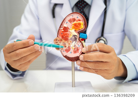 Chronic kidney disease, doctor with model for treatment urinary system, urology, Estimated glomerular filtration rate eGFR. 136398209