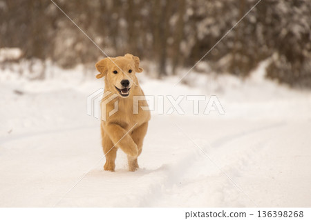A funny and energetic shot of a puppy joyfully galloping towards the camera in a winter landscape. The dynamic movement and happy expression make this a perfect seasonal lifestyle image. 136398268