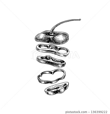 Flying pieces of sweet red bell pepper. Vector vintage hatching illustration. 136399222
