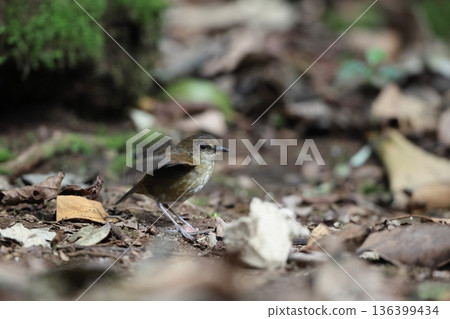 Himekobane hitaki 136399434