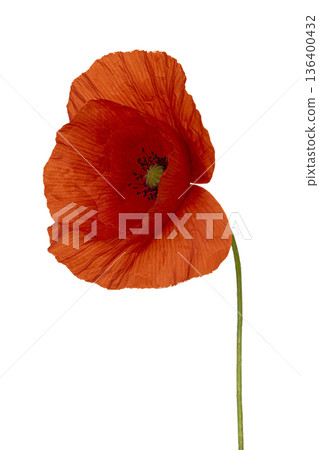 Red poppy flower stem on white background 136400432