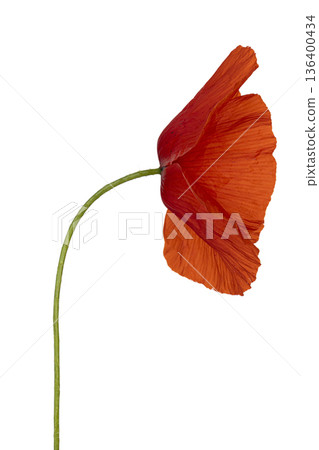 Red poppy flower stem on white background 136400434